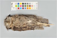 藏品(領角鴞)的圖片